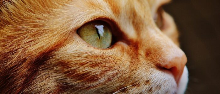 Zelfreinigende kattenbakken reviews